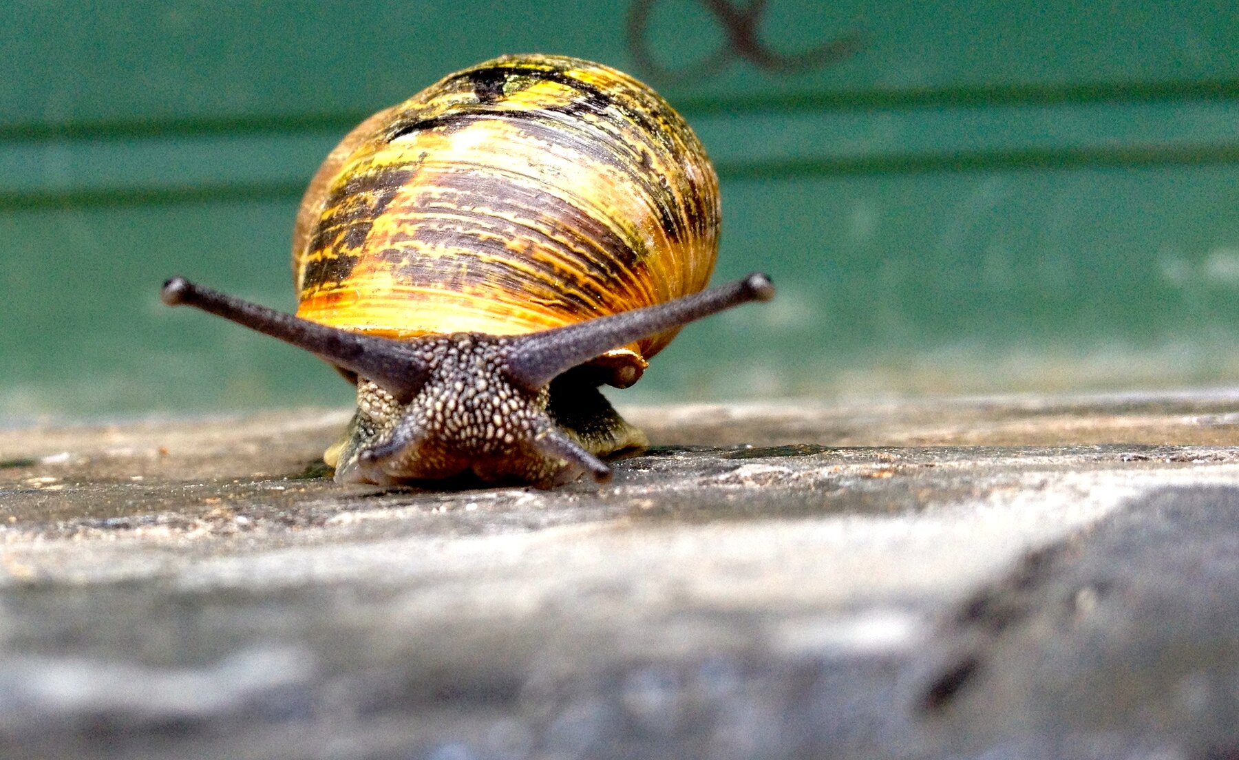 Helix aspersa maxima